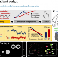 Thalamocortical excitability modulation guides human perception under uncertainty