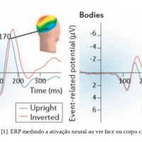 What is ERP EEG Evoked Potential?